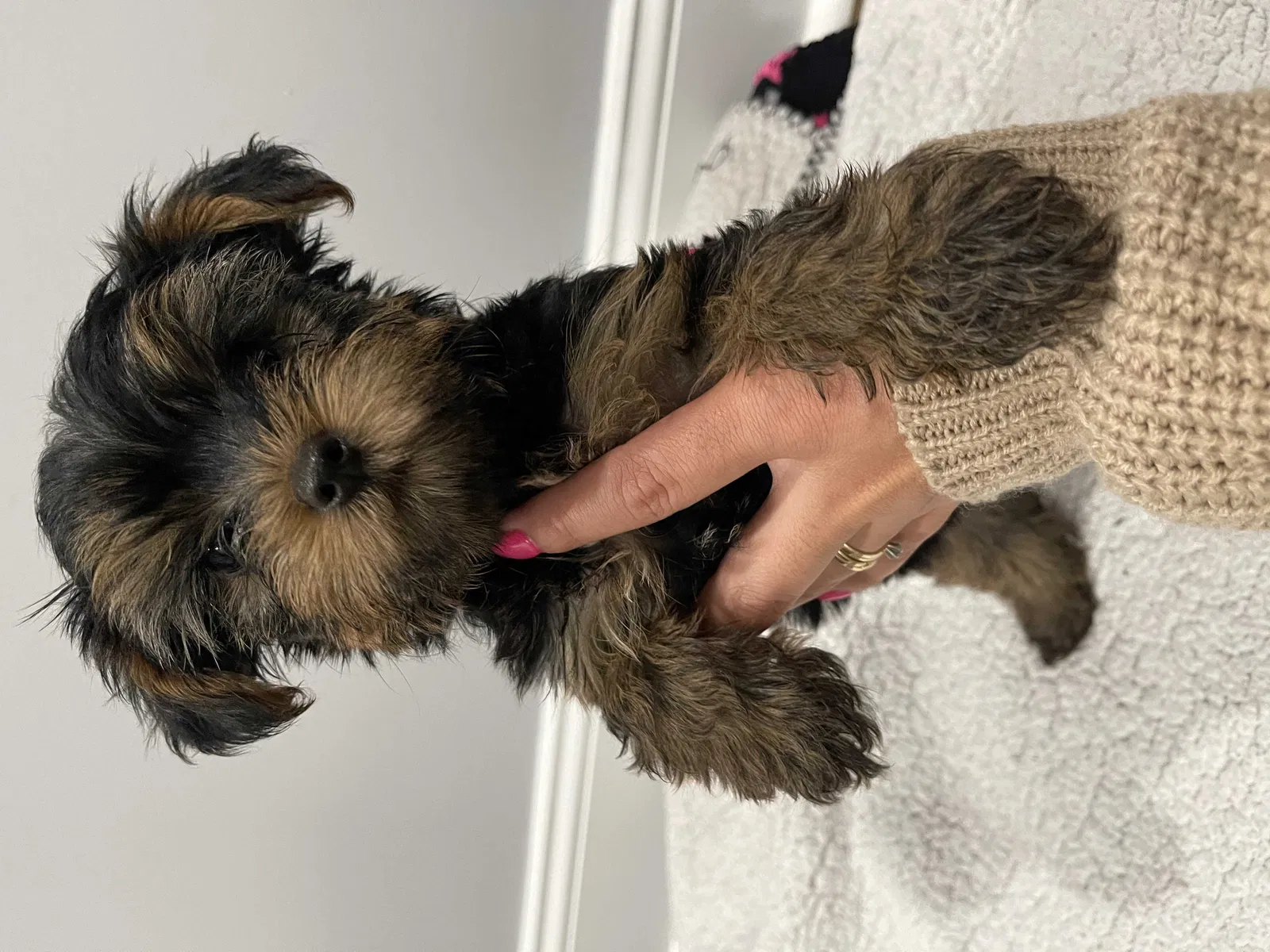 Lost dog in Chicago, IL, 60651