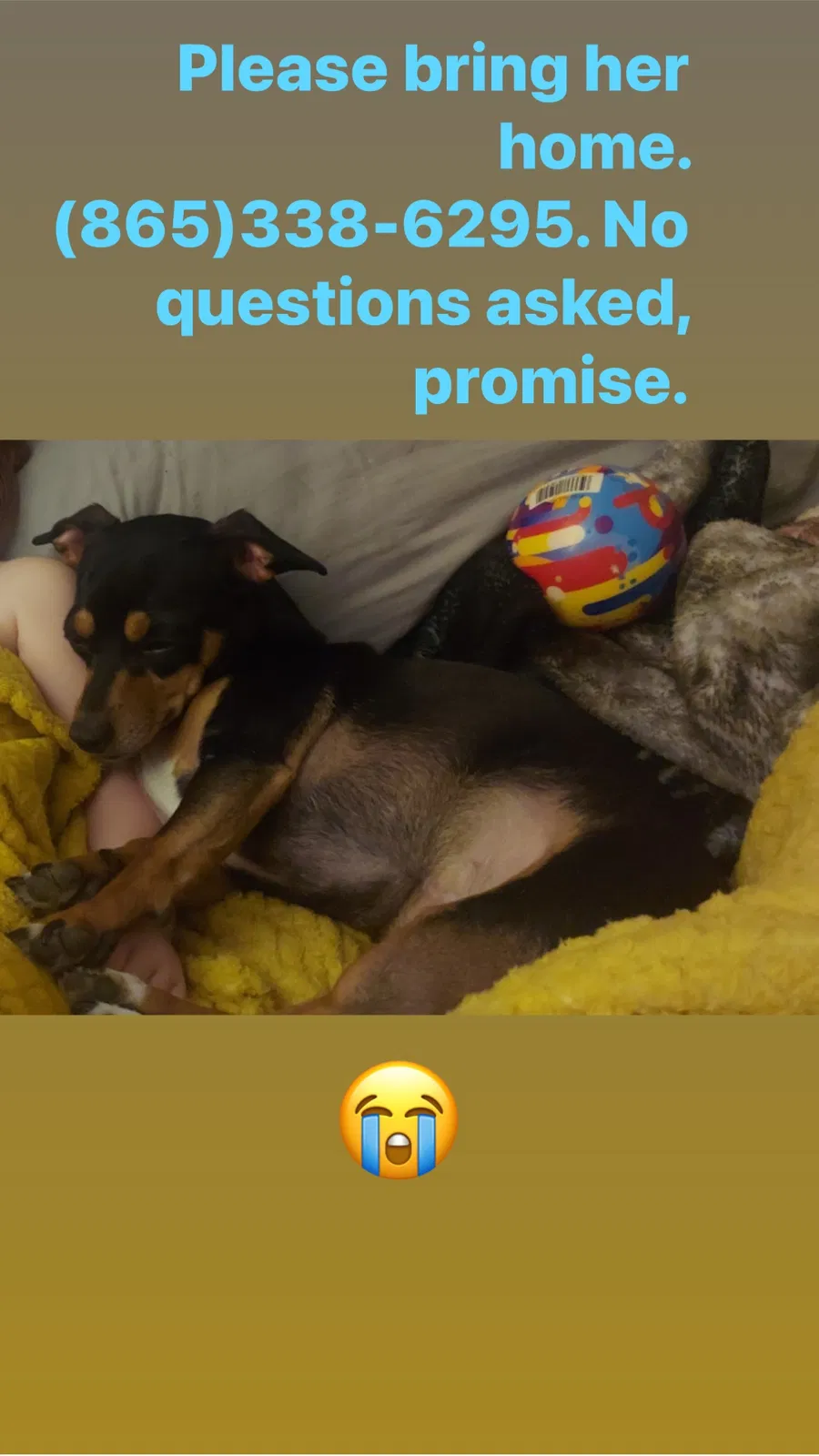 Lost dog in Knoxville, TN, 37914