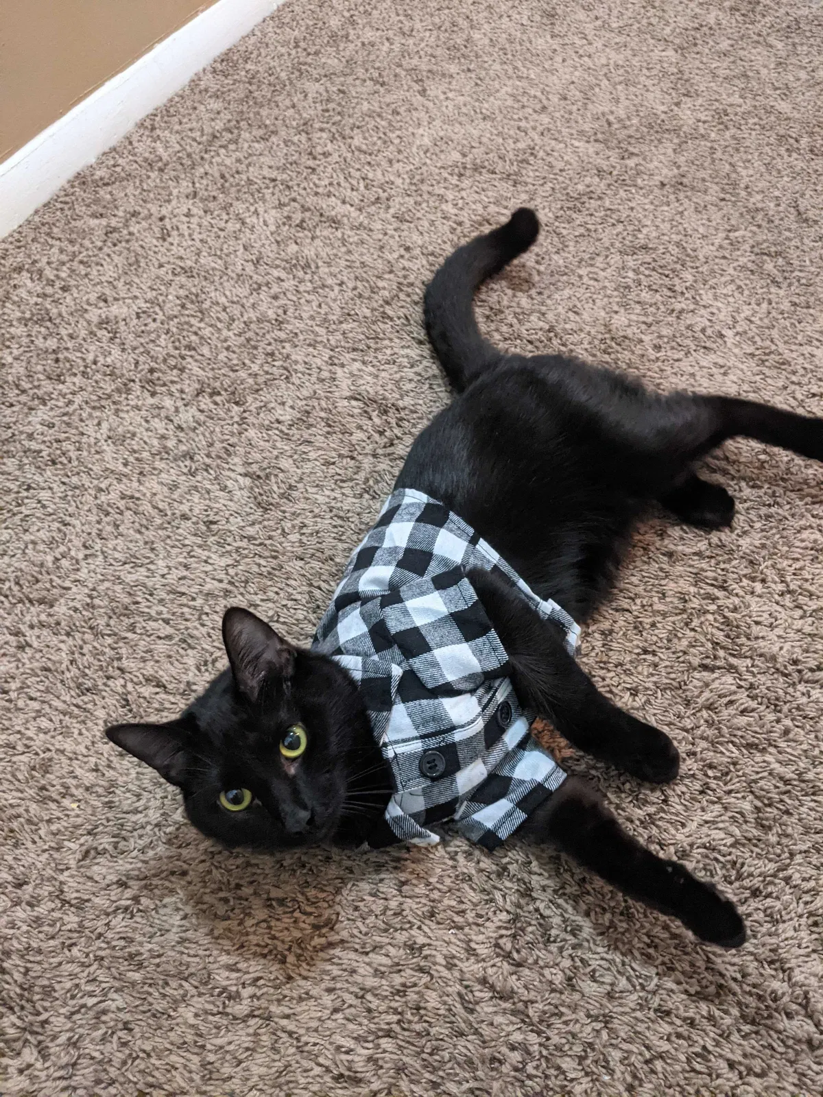 Lost cat in Columbus, OH, 43215