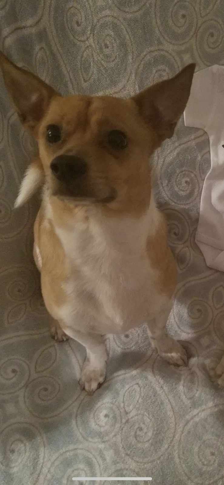 Lost dog in Stevensville, MI, 49127