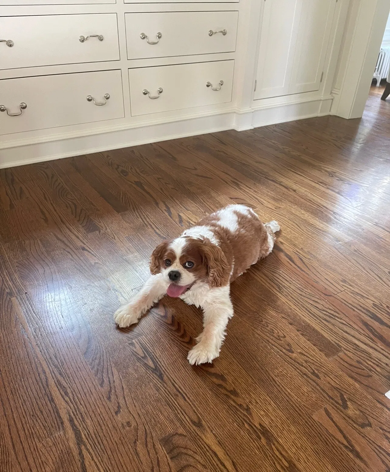 Lost dog in Centerport, NY, 11721