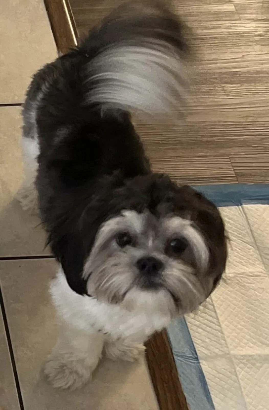 Lost dog in Downey, CA, 90242