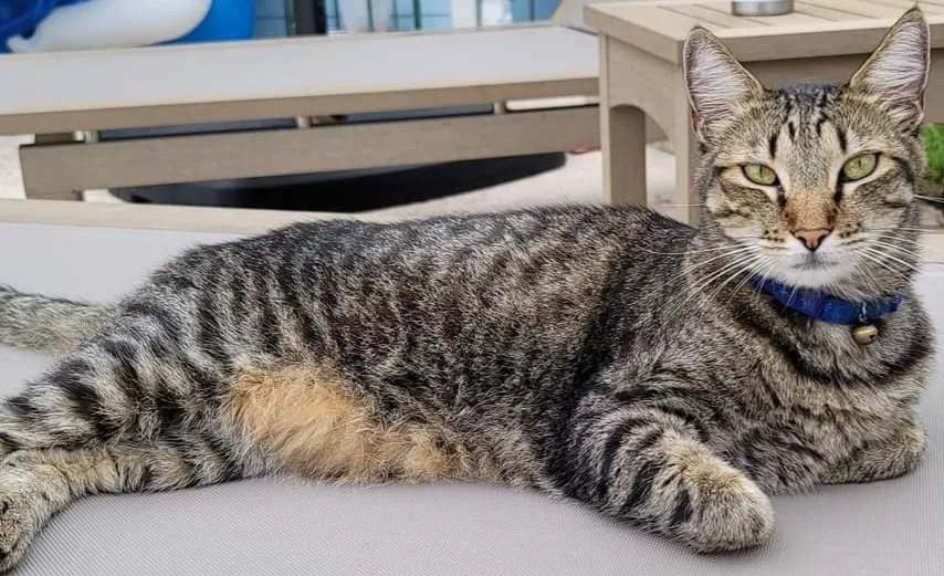 Lost cat in Hobe Sound, FL, 33455