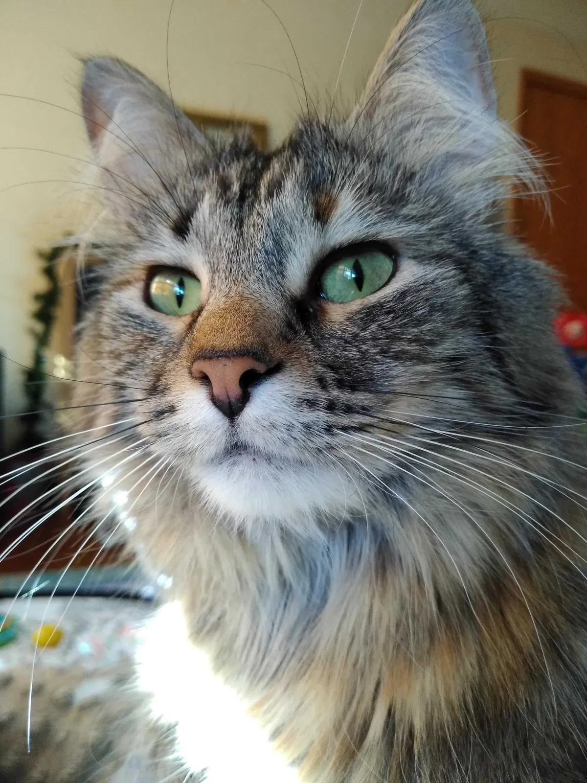 Lost cat in Saint Paul, MN, 55106