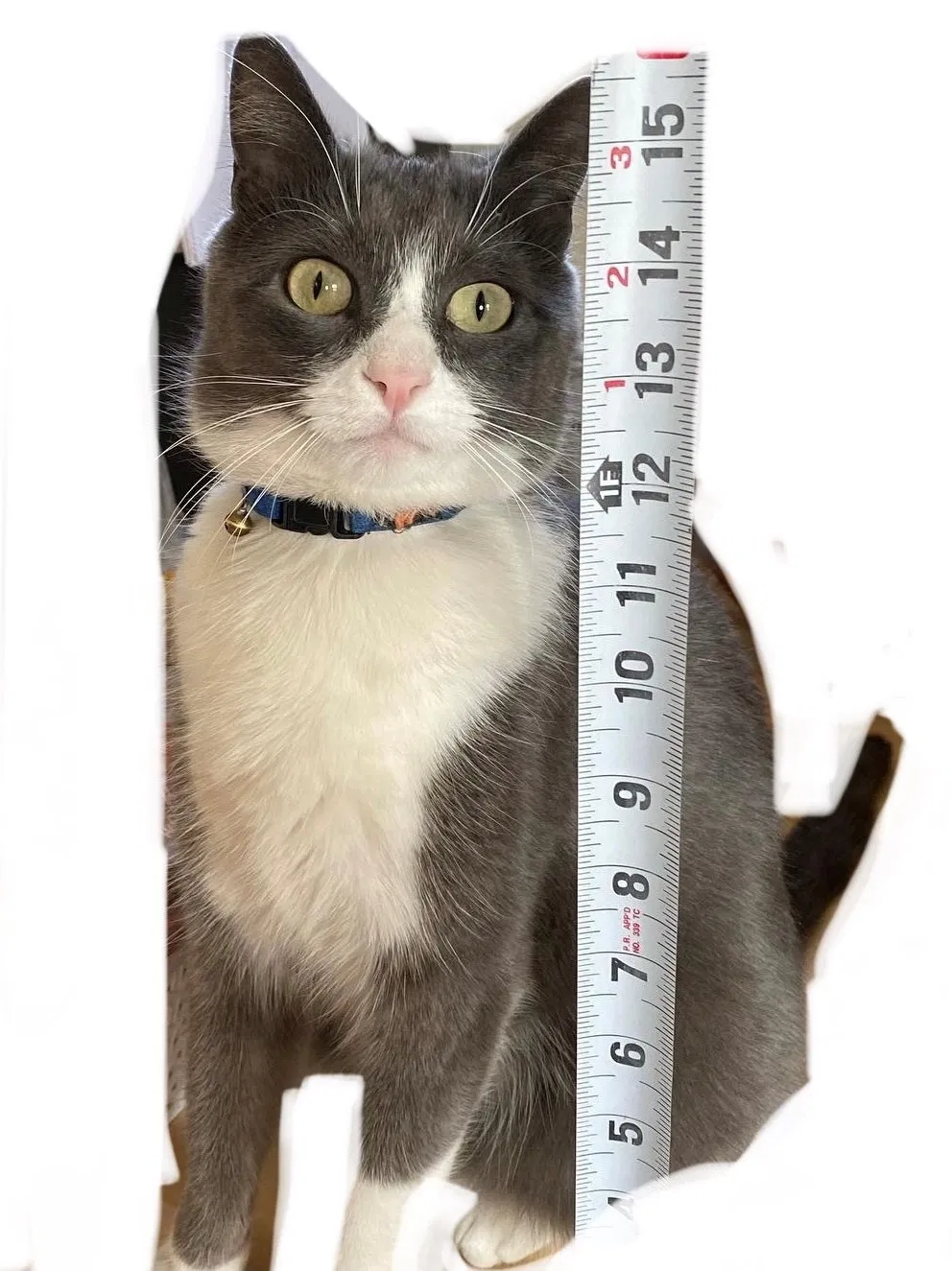 Lost cat in Denver, CO, 80205