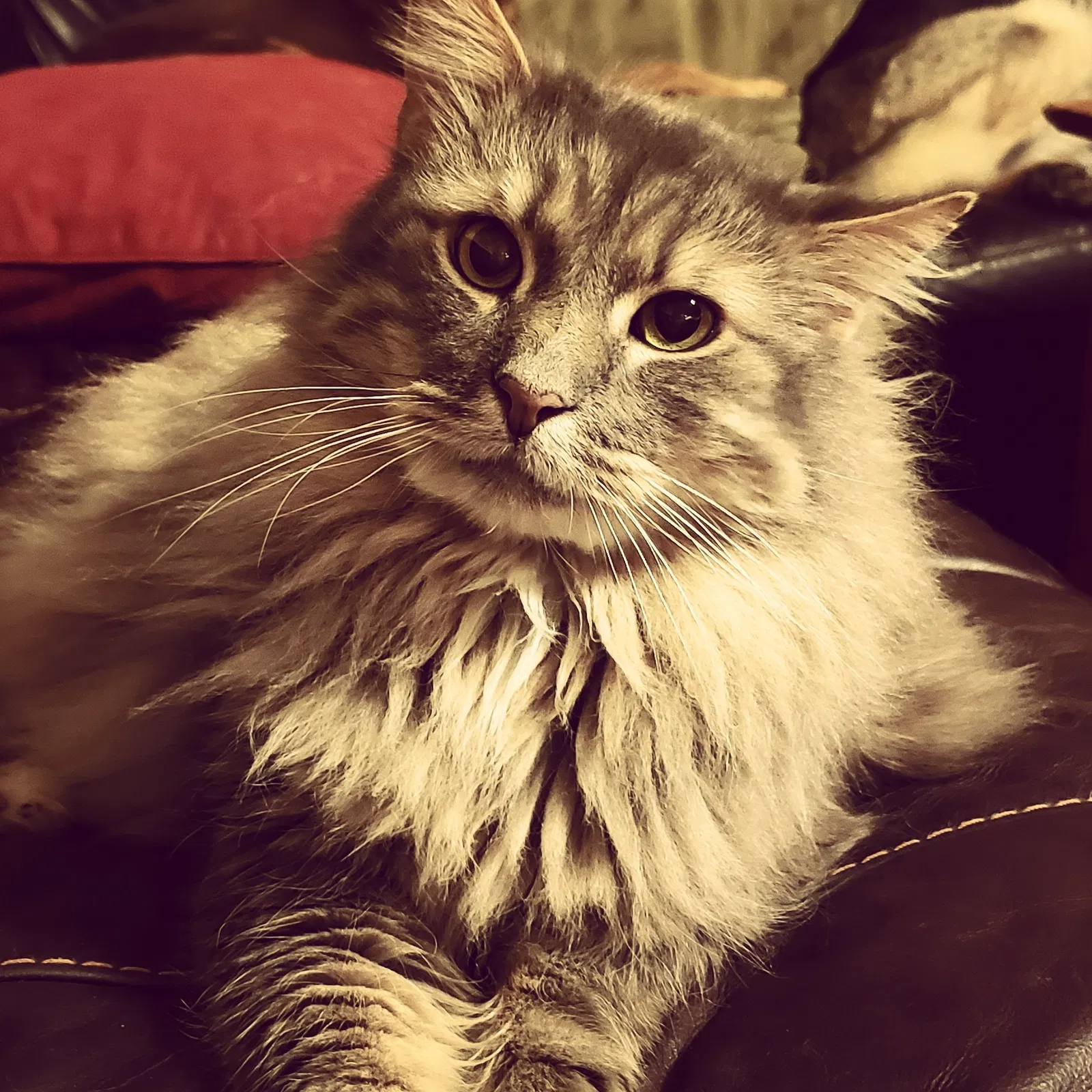 Lost cat in Stockholm, NJ, 7460