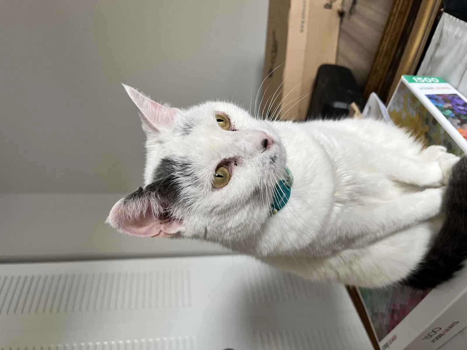 Lost cat in Manassas, VA, 20111