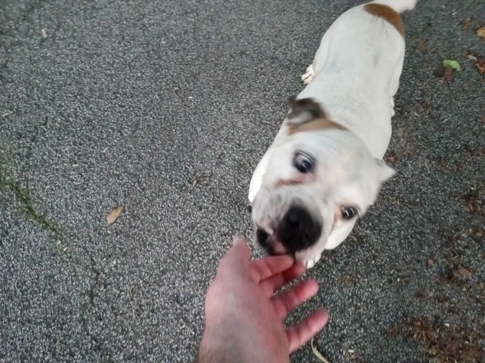Found dog in Lithia Springs, GA, 30122