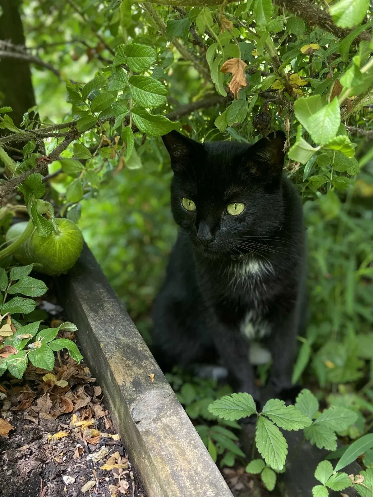 Lost cat in Bloomsbury, NJ, 8804