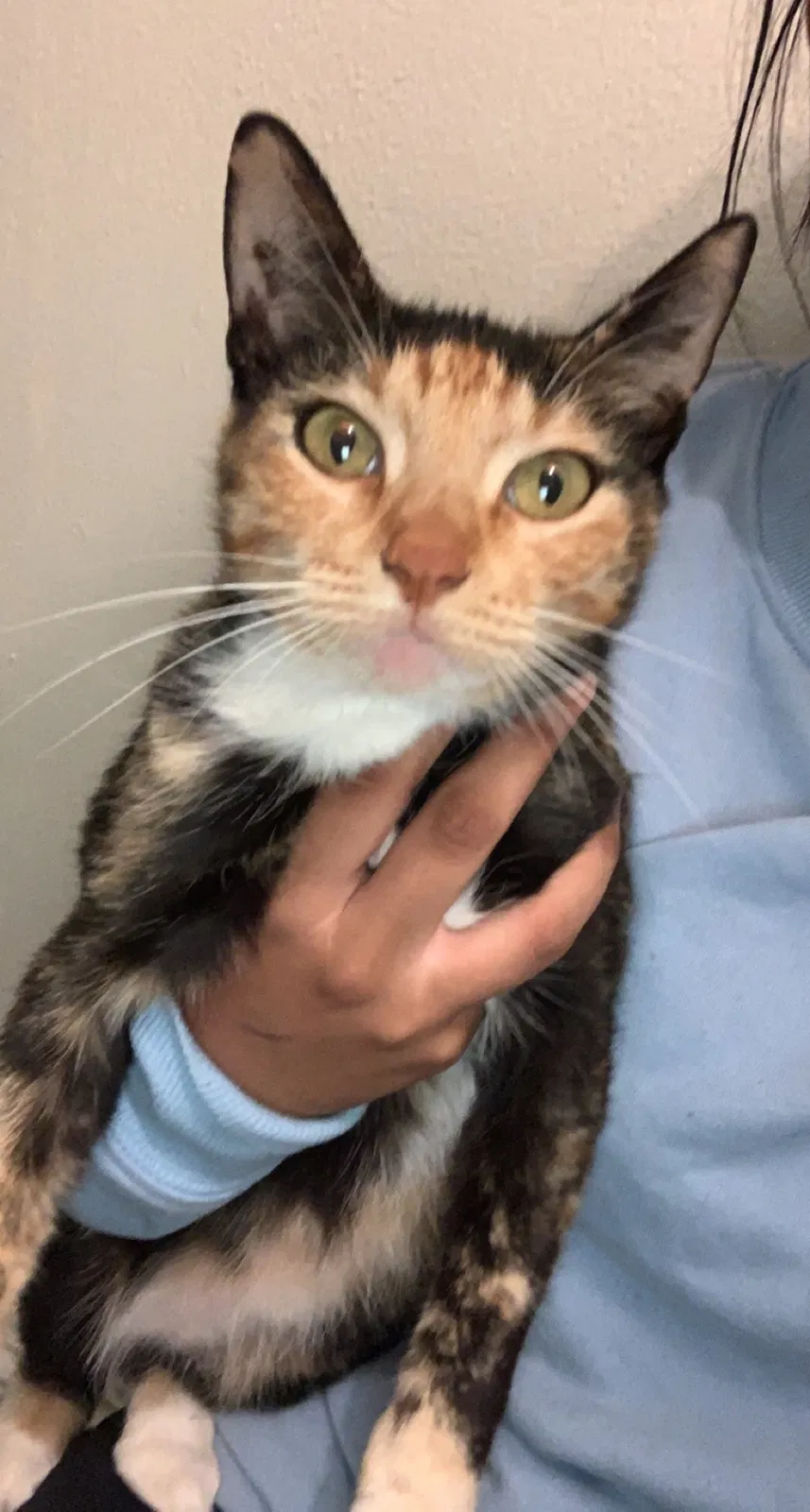 Lost cat in Santa Ana, CA, 92703