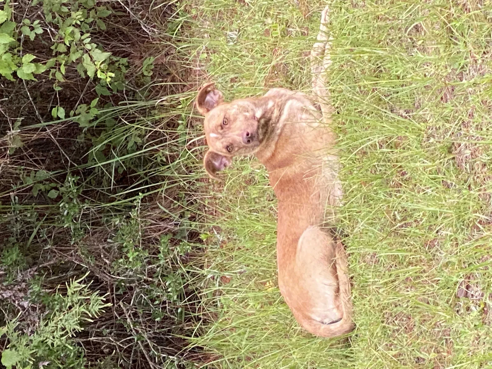 Found dog in Vancleave, MS, 39565