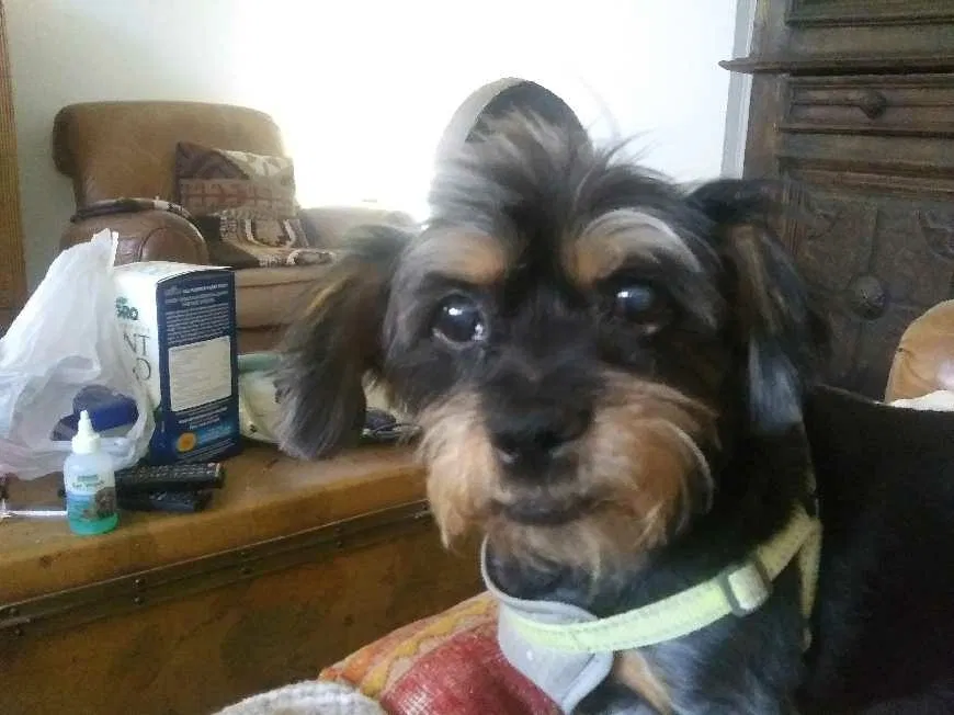 Lost dog in El Paso, TX, 79935