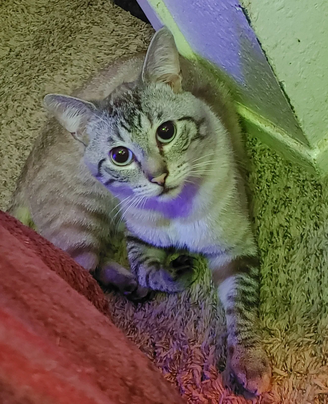 Lost cat in Wolfforth, TX, 79382