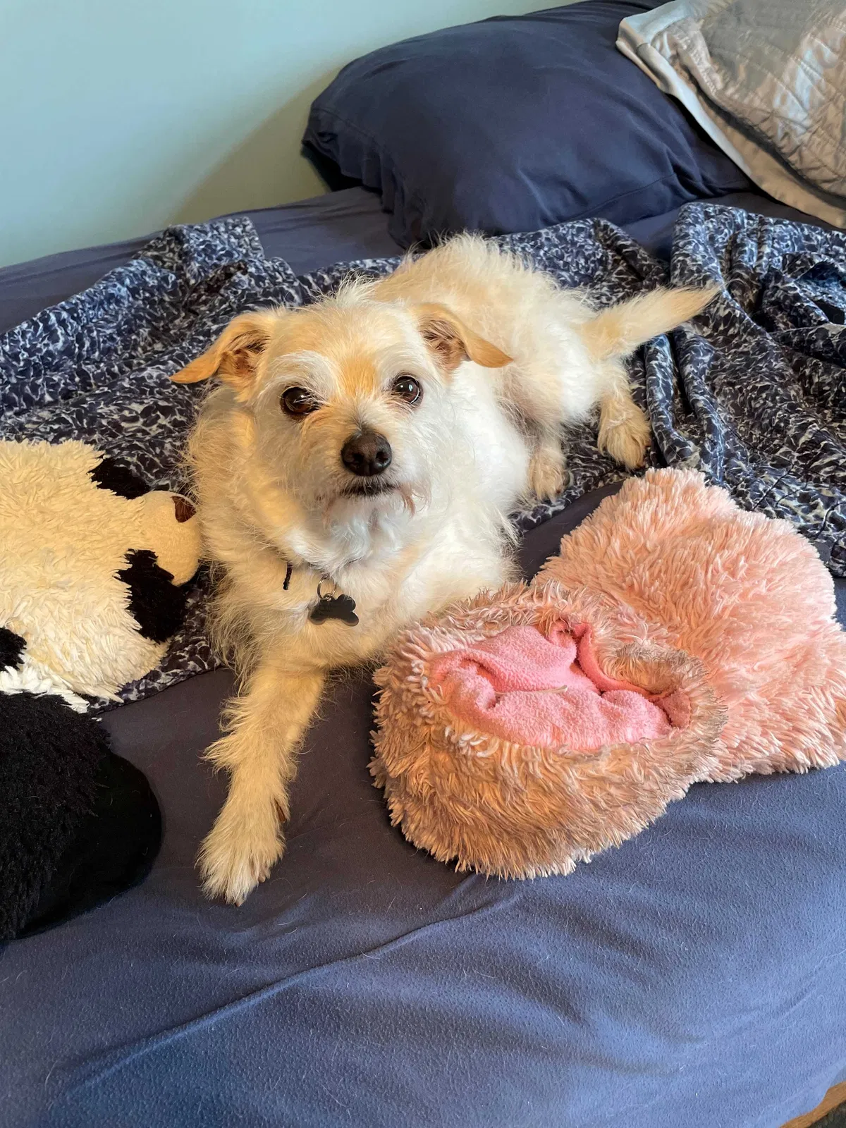 Lost dog in Lomita, CA, 90717