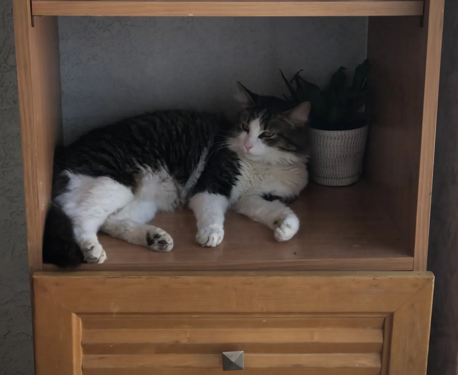 Lost cat in North Highlands, CA, 95660
