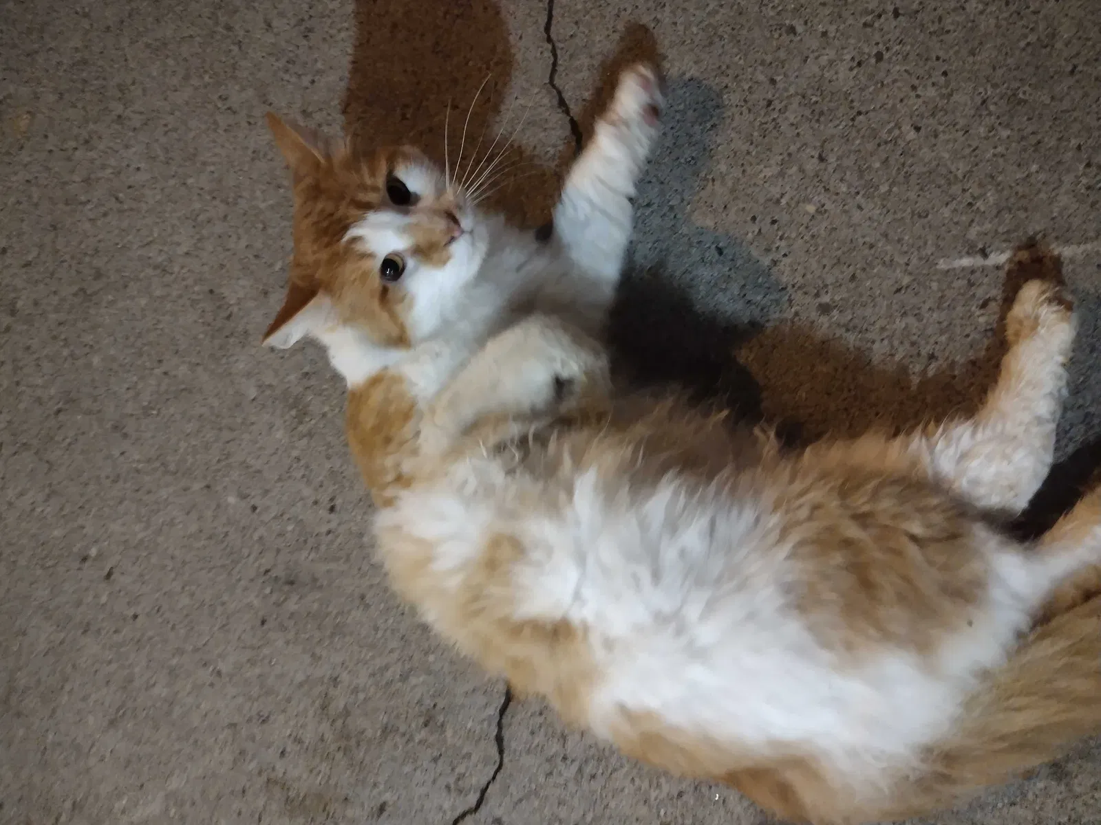 Found cat in Saint Paul, MN, 55112