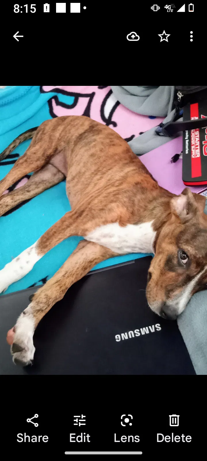 Lost dog in Austin, TX, 78745