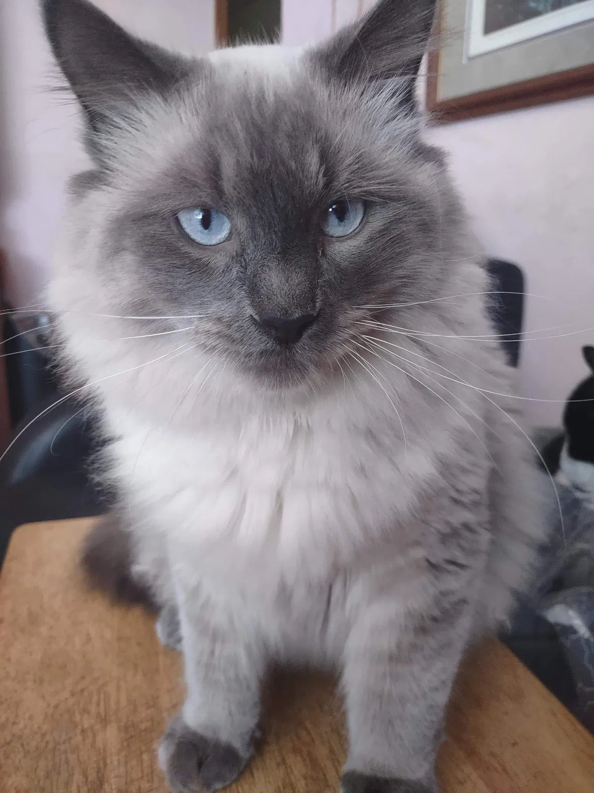 Lost cat in Minneapolis, MN, 55432