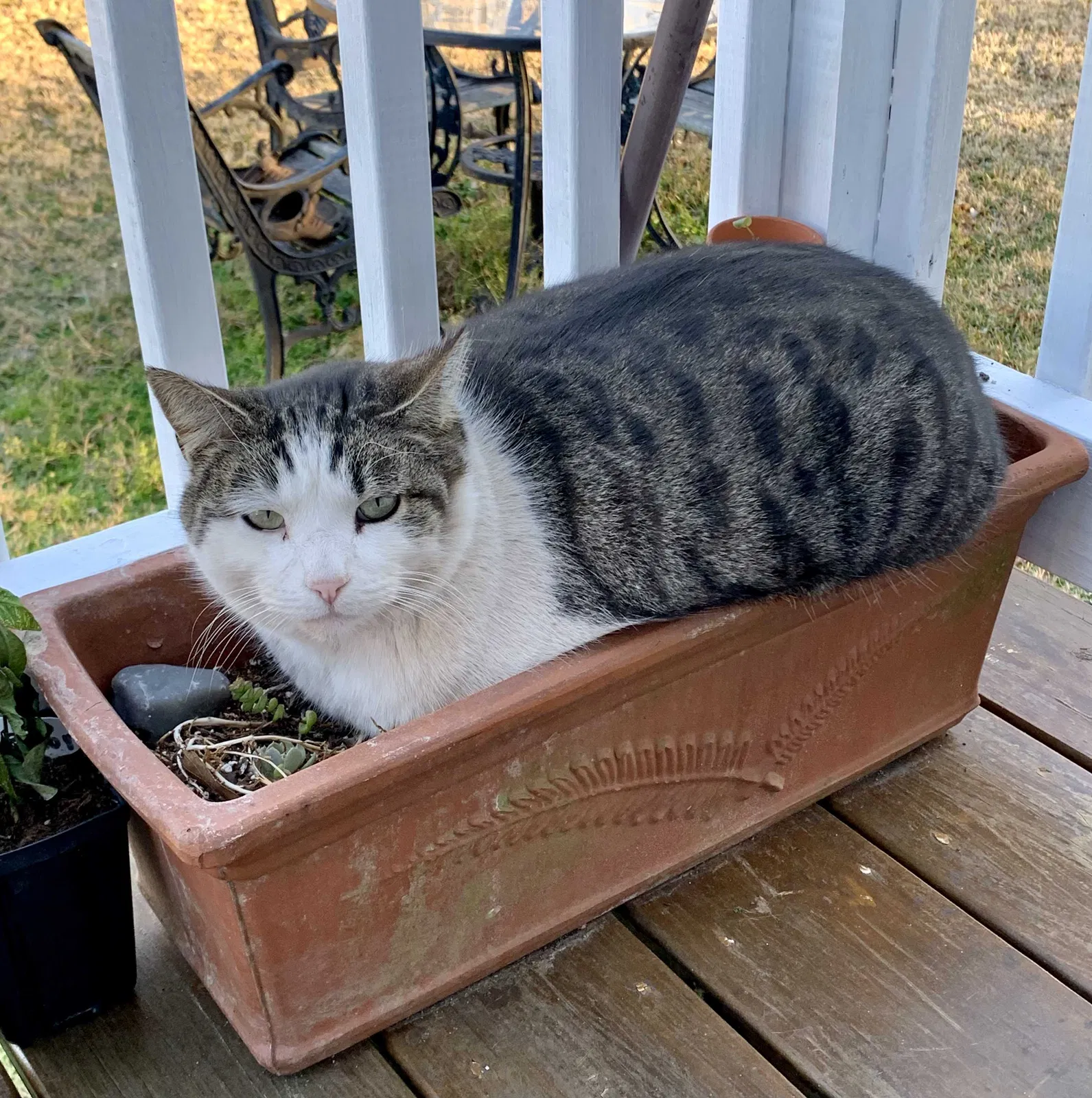 Lost cat in Youngsville, LA, 70592