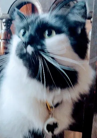 Lost cat in Algonac, MI, 48001