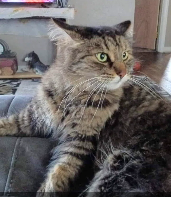 Lost cat in Flint, MI, 48507