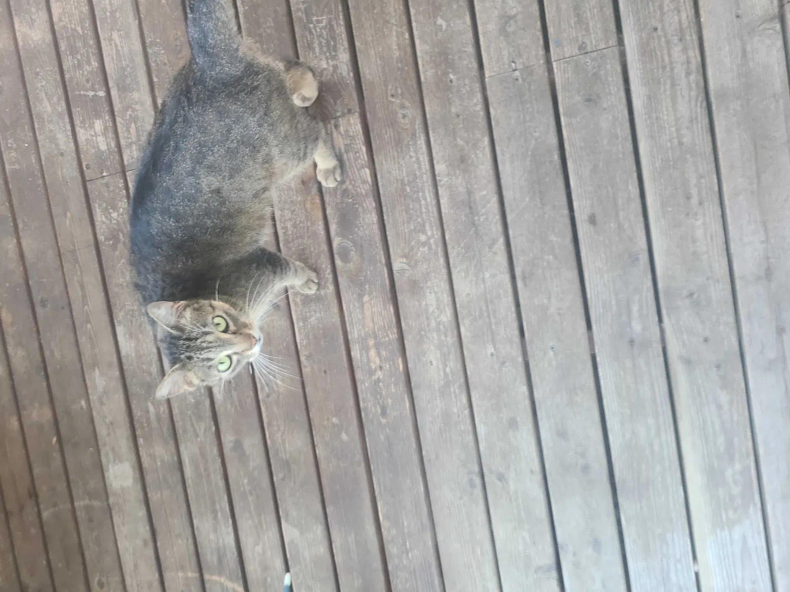 Found cat in Tacoma, WA, 98445