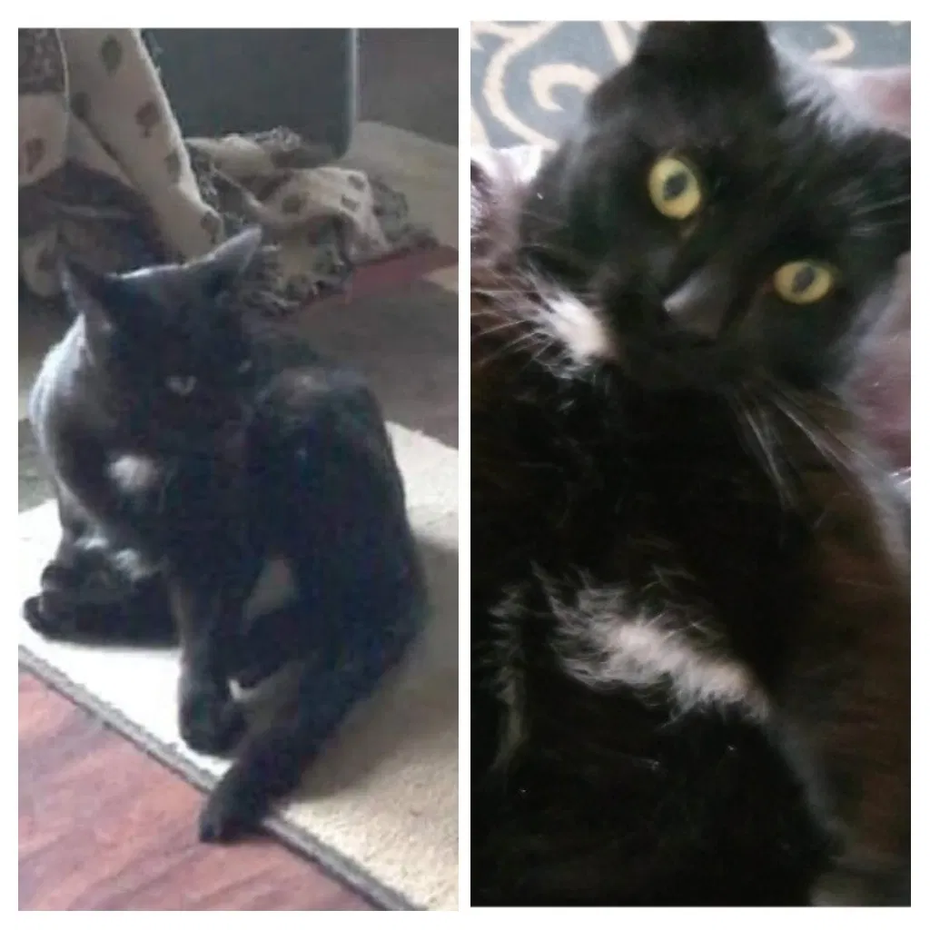 Lost cat in Flint, MI, 48507
