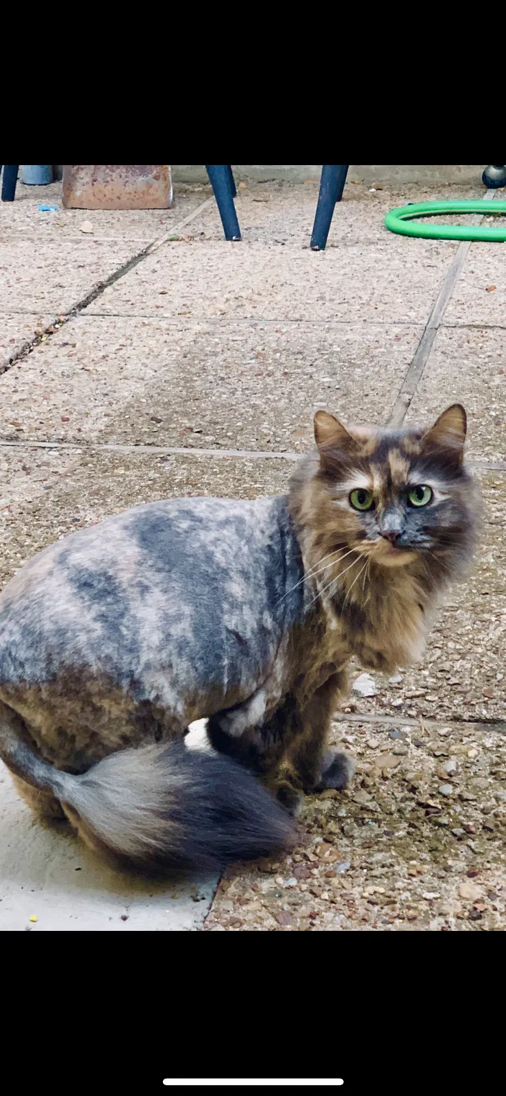 Lost cat in Grapevine, TX, 76051