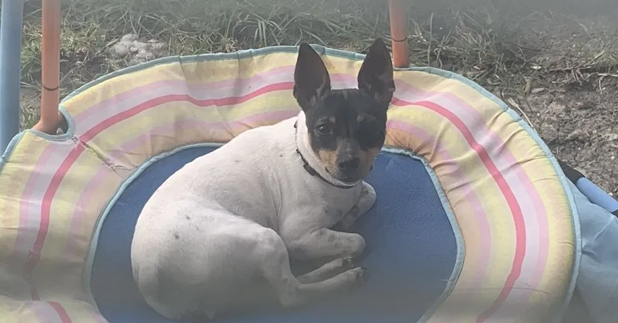 Lost dog in Houston, TX, 77049
