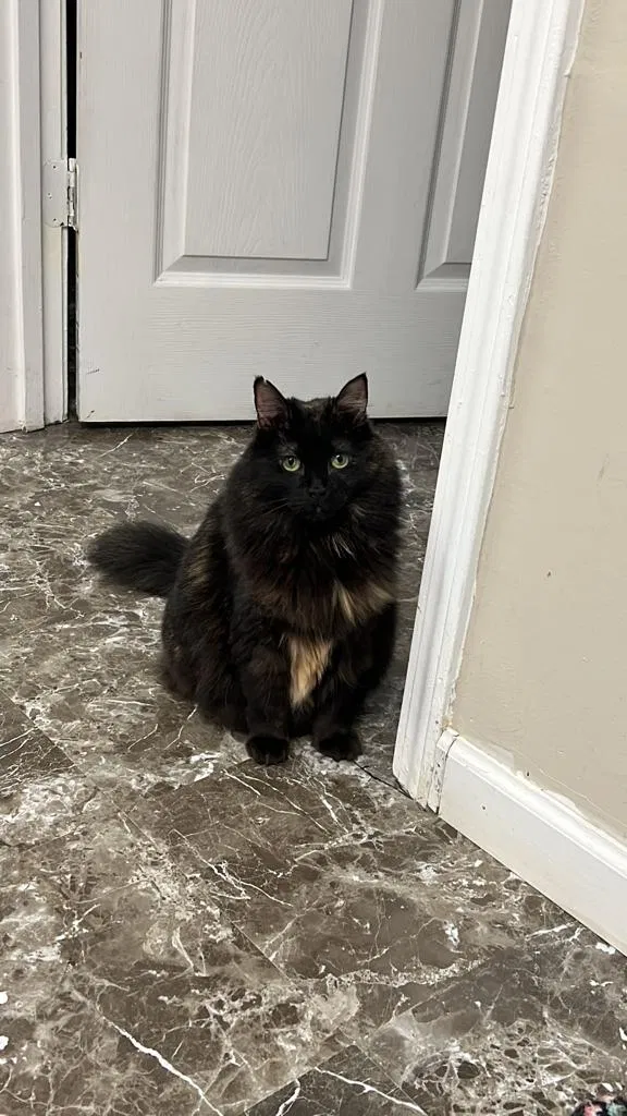 Lost cat in Lawrenceville, GA, 30043