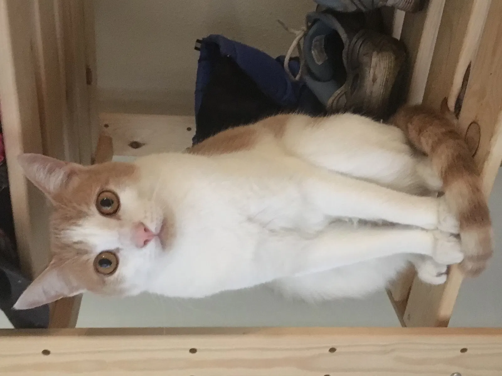 Lost cat in Vancouver, WA, 98684