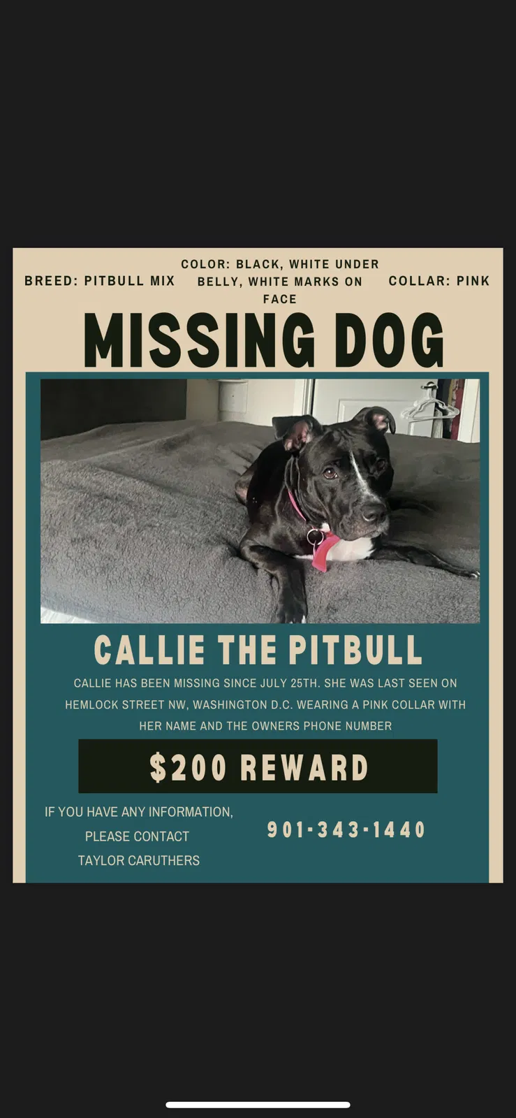 Lost dog in Silver Spring, MD, 20910