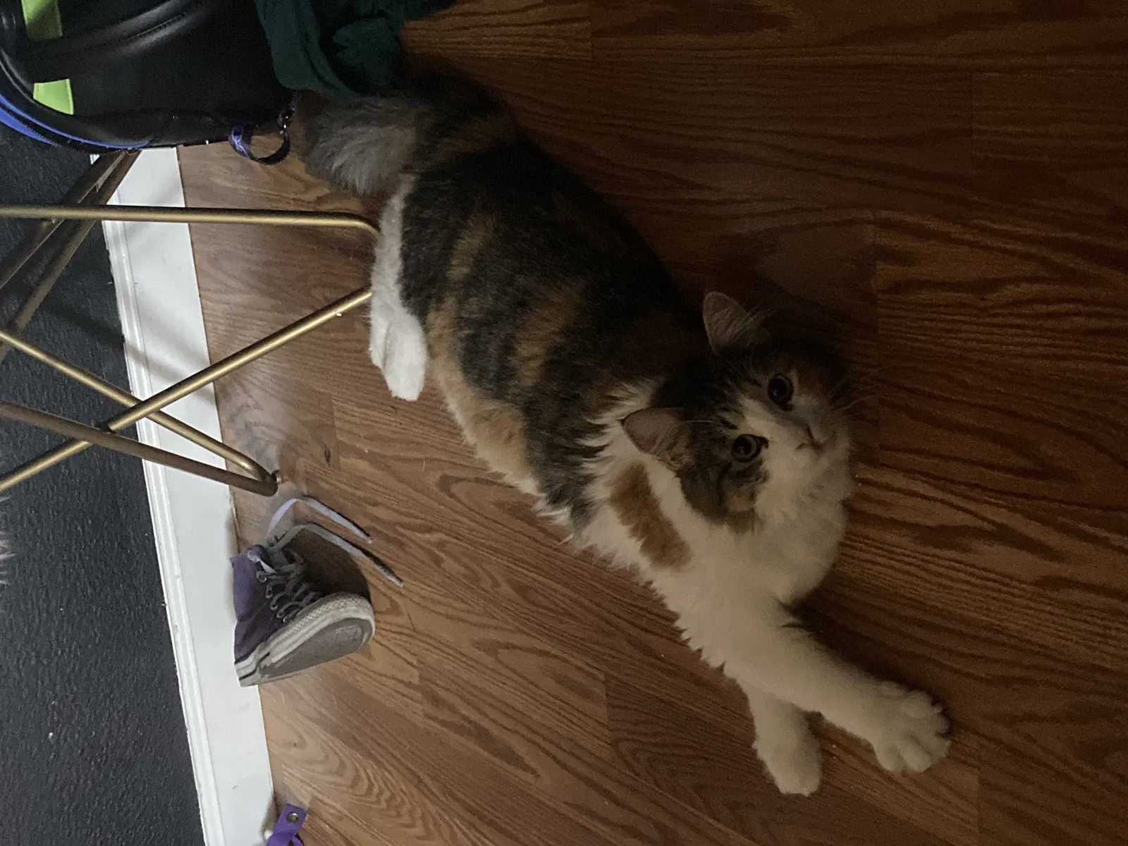 Lost cat in San Diego, CA, 92117
