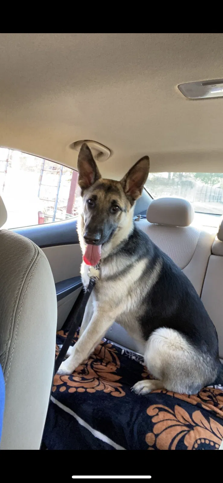 Lost dog in Denison, TX, 75020