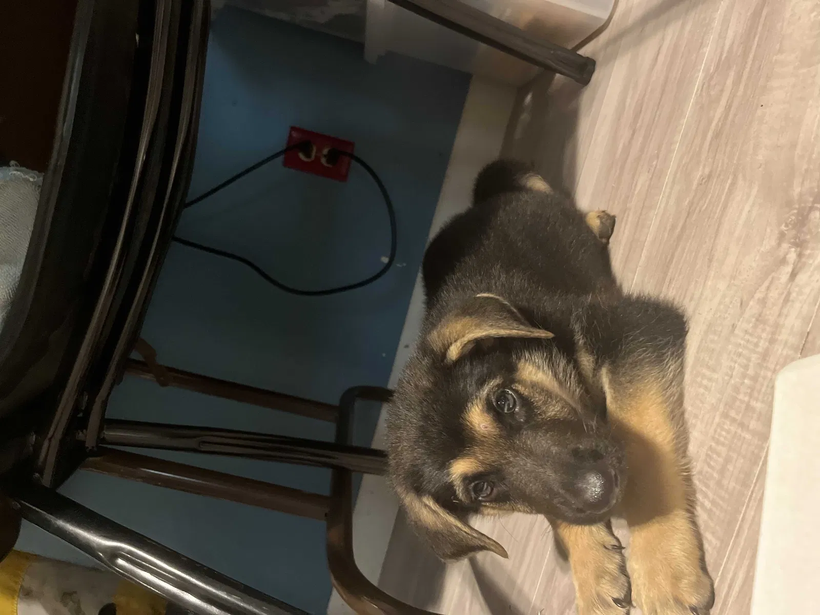 Lost dog in Denison, TX, 75020