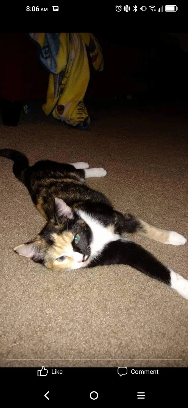 Lost cat in Kansas City, KS, 66103