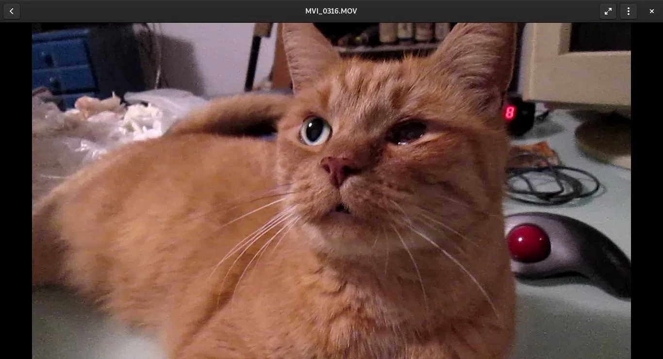 Lost cat in Harrison, NJ, 7029