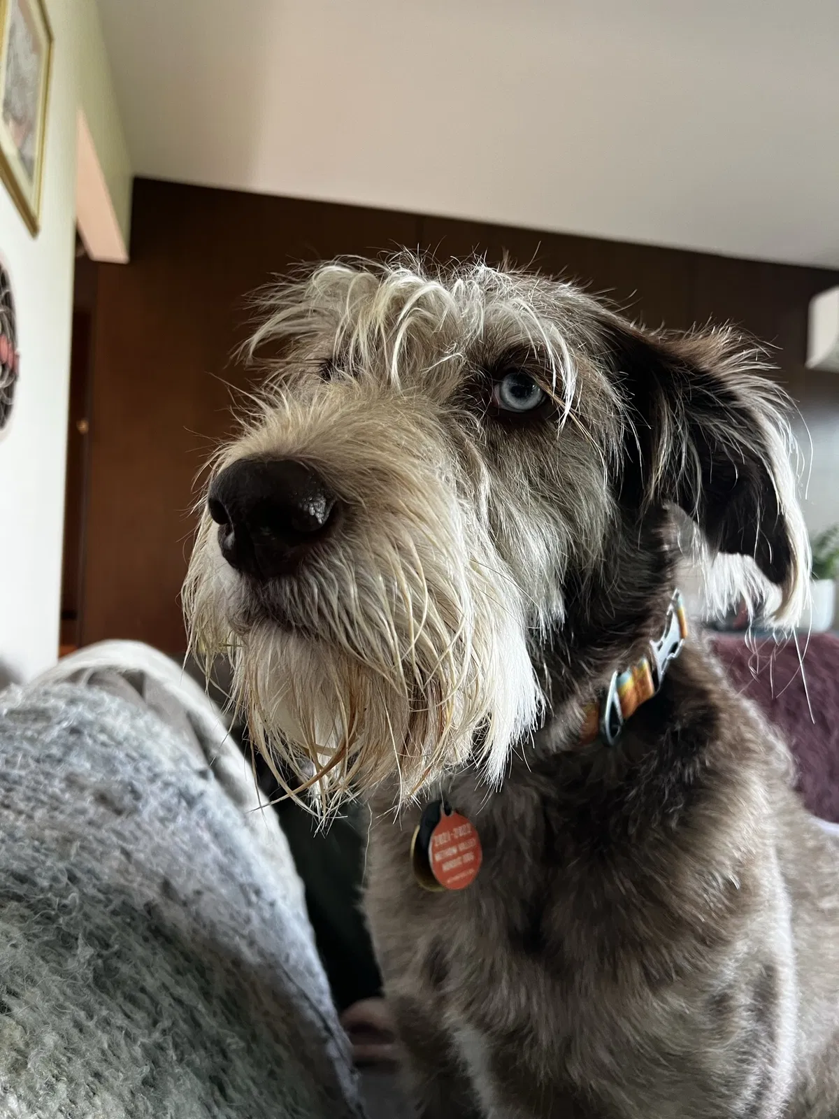 Lost dog in Unknown, OR, 97703