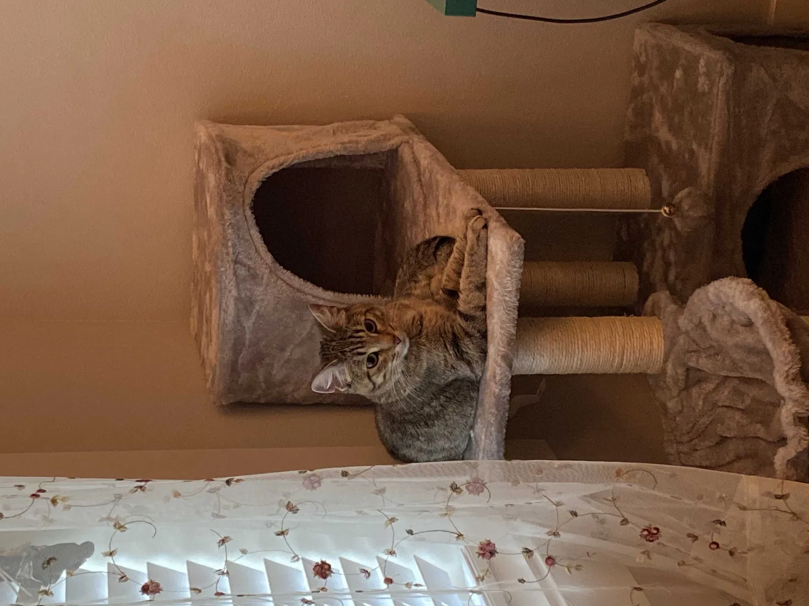 Lost cat in Ankeny, IA, 50023