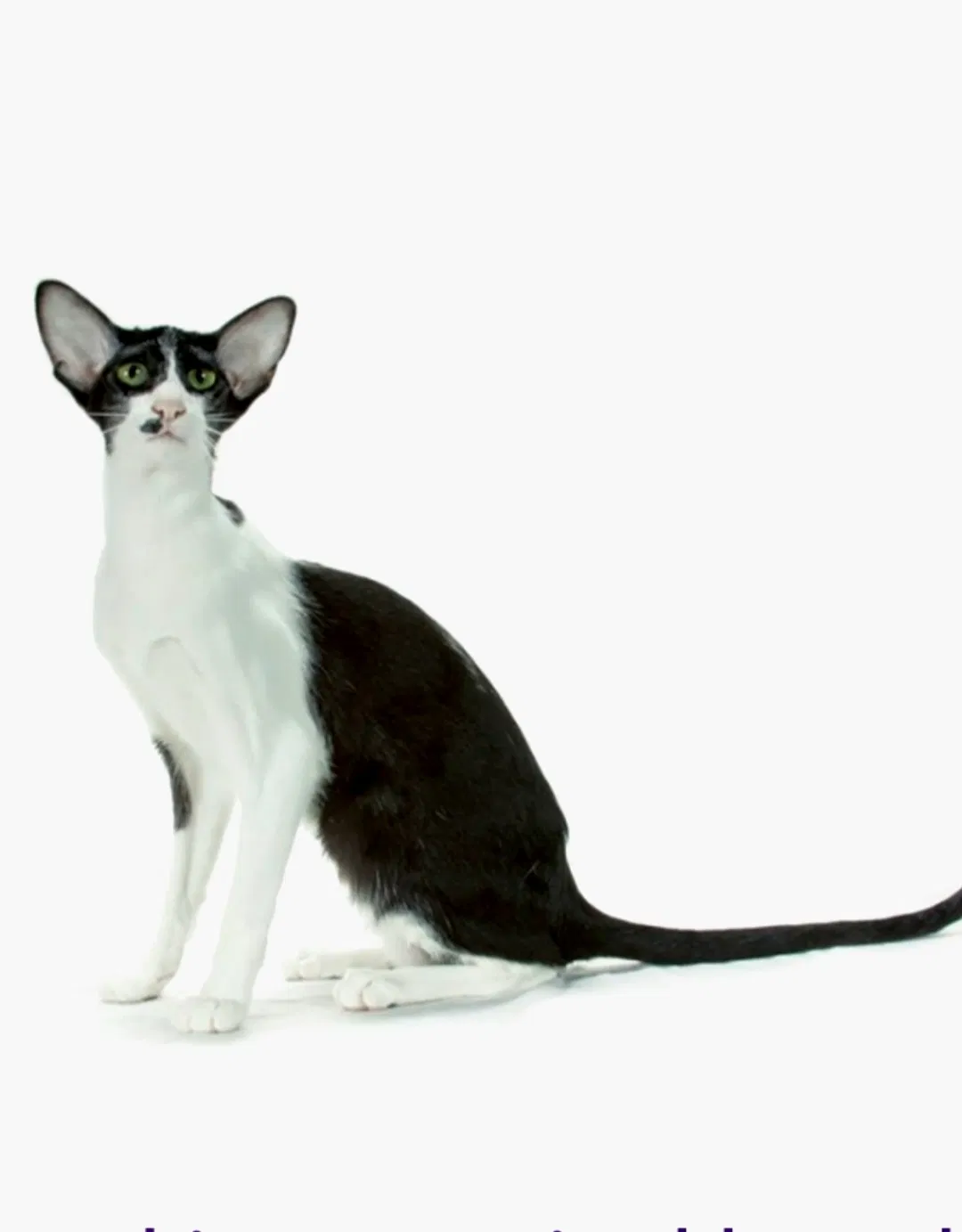 Lost cat in San Antonio, TX, 78227