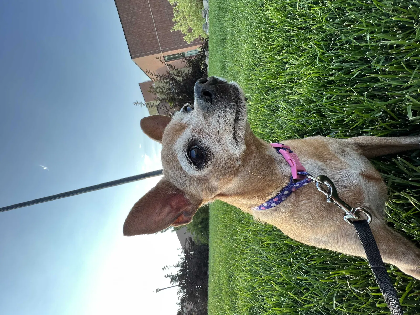 Lost dog in Reno, NV, 89512