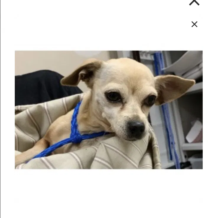 Lost dog in Spring Valley, CA, 91977