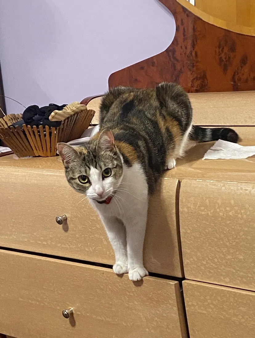 Lost cat in Ozone Park, NY, 11417
