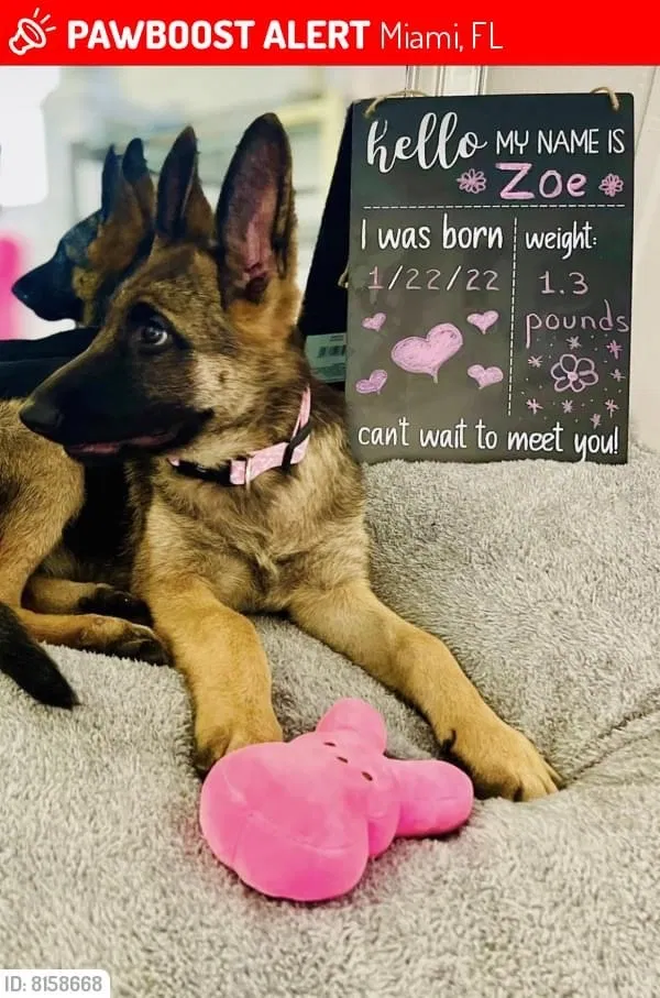 Lost dog in Miami, FL, 33134