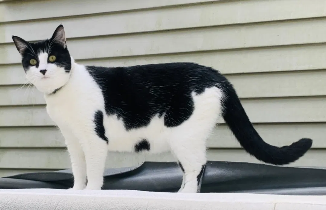Lost cat in Westbrook, CT, 6498
