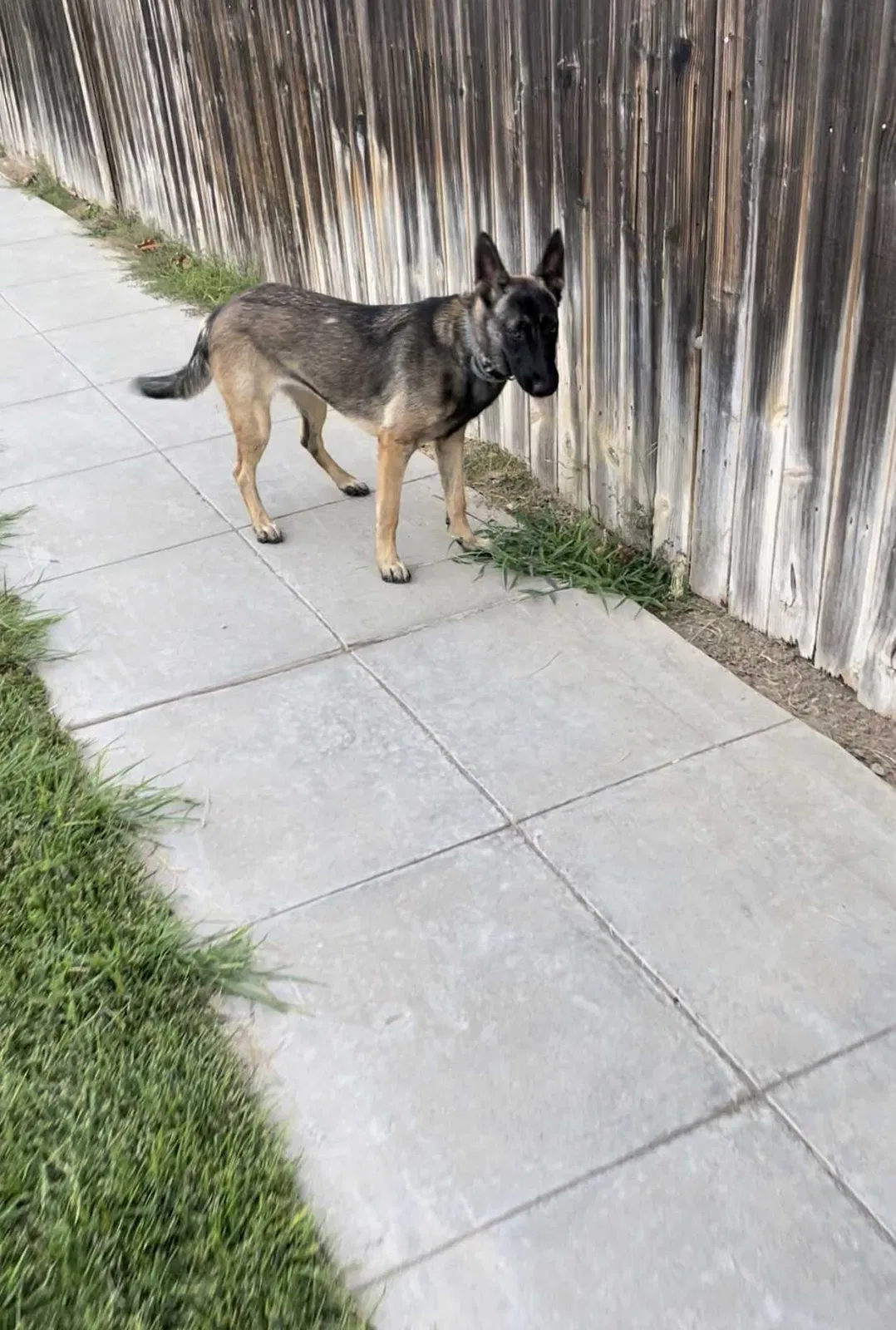 Lost dog in Fresno, CA, 93725