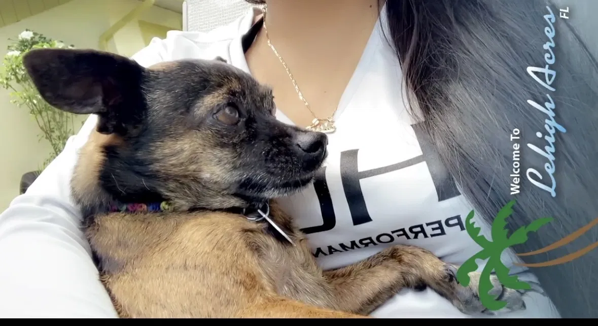 Lost dog in Lehigh Acres, FL, 33971
