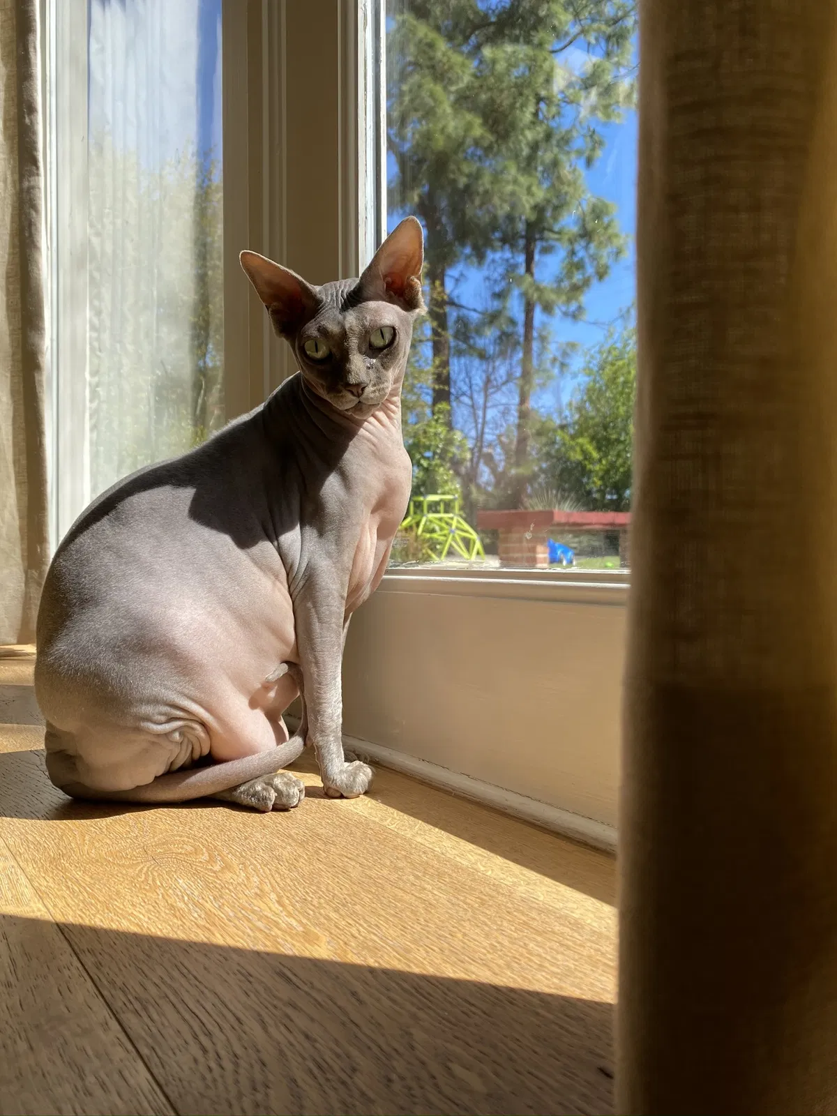 Lost cat in Woodland Hills, CA, 91367