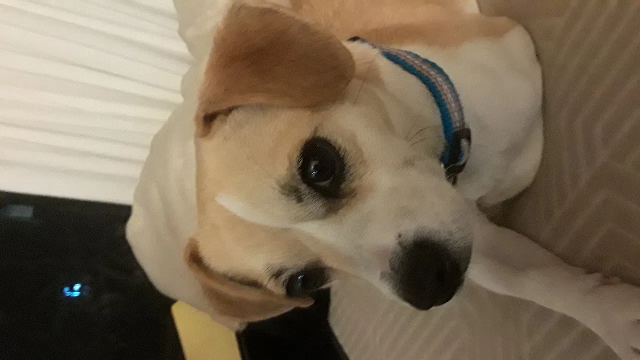 Found dog in El Sobrante, CA, 94803