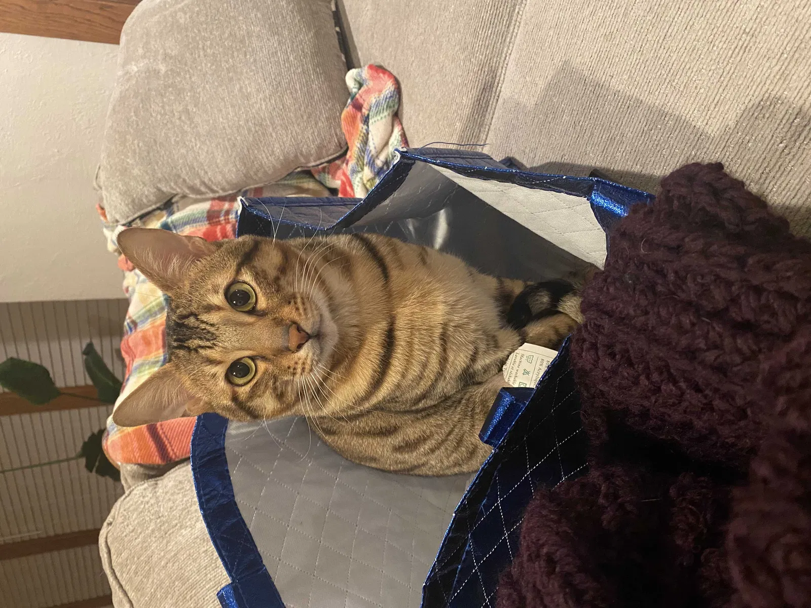 Lost cat in Manhattan, KS, 66502